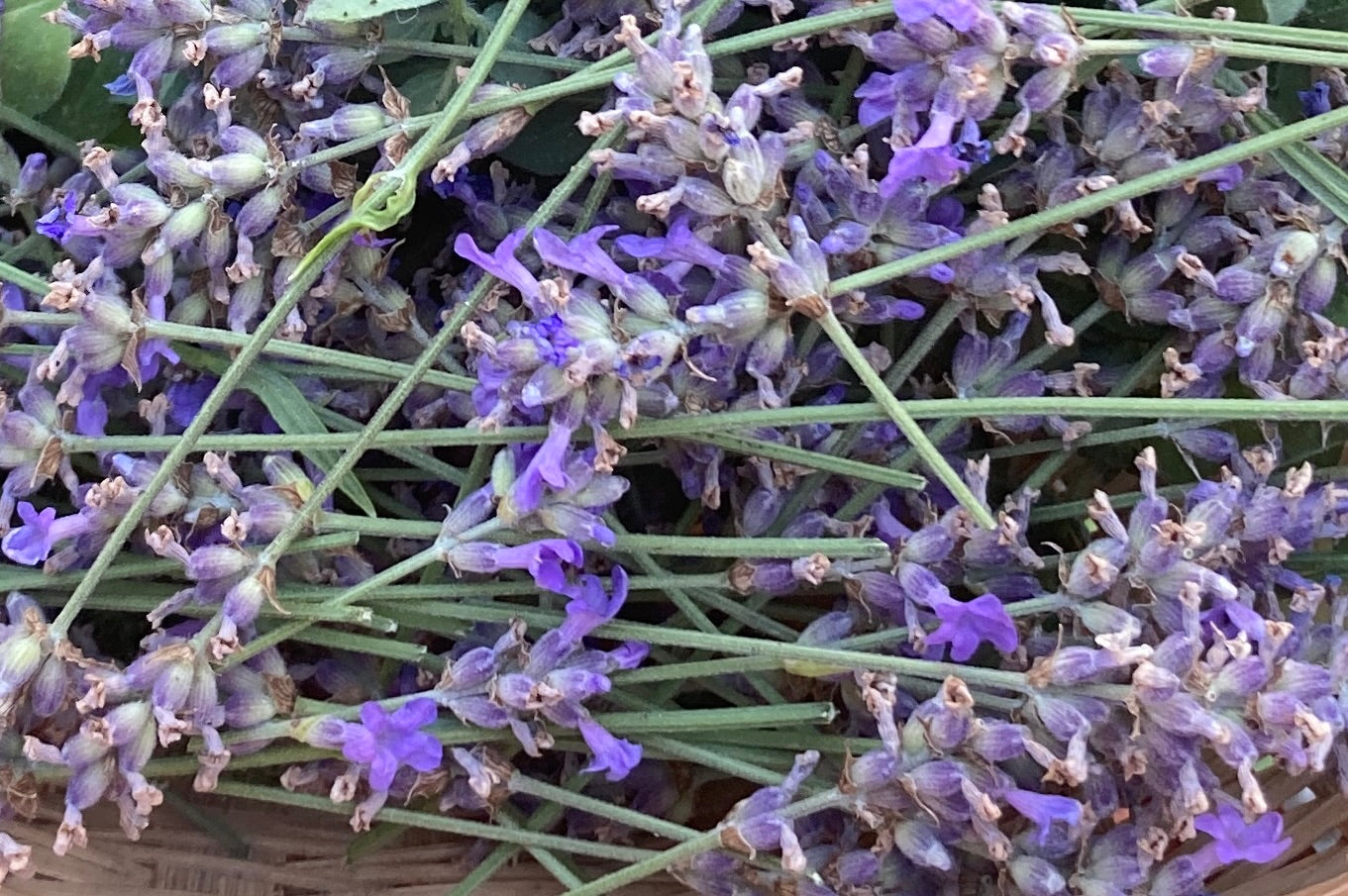 All Purpose Healing Salve: Calendula and Lavender